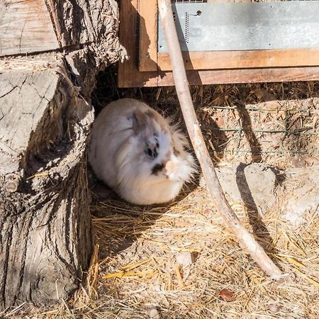 Oberegghof Ferienwohnung Hahnenkamm Riffian Exterior foto